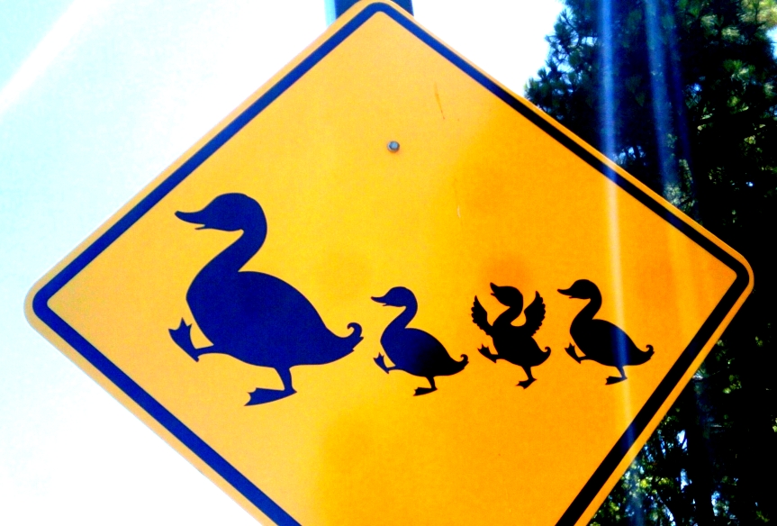 Ducks Crossing Sign image received by email Oct 2025